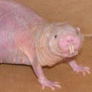 Meet your Posher, Annabell